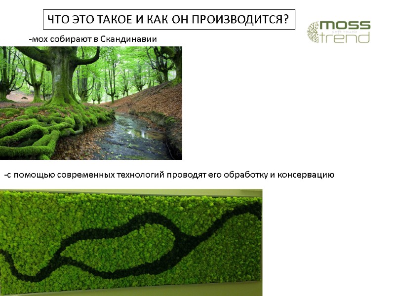 ЧТО ЭТО ТАКОЕ И КАК ОН ПРОИЗВОДИТСЯ? -мох собирают в Скандинавии -с помощью современных